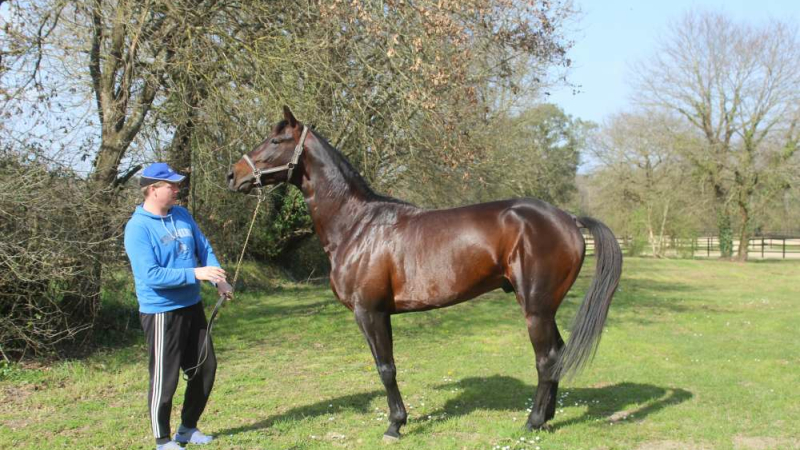 Des chevaux qui font parler d'eux