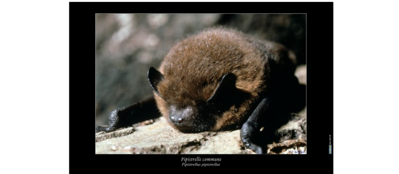 Les chauves-souris, un groupe en déclin pourtant de plus en plus étudié et toujours aussi utile