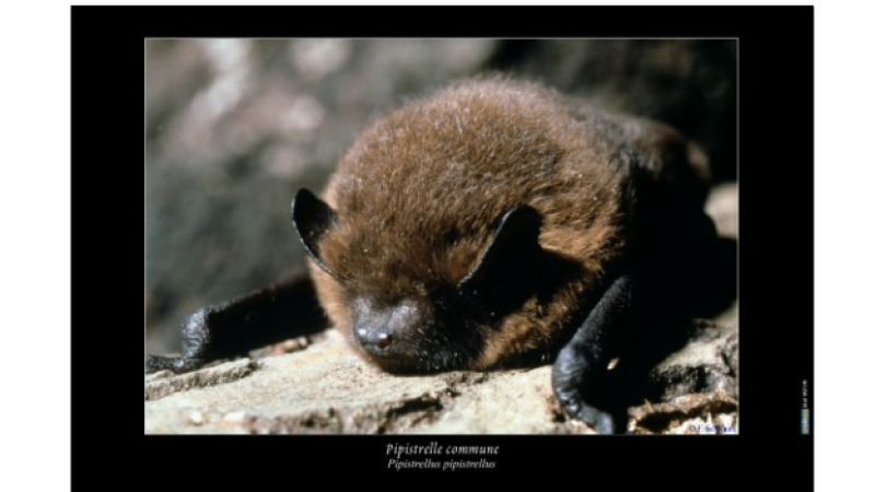 Les chauves-souris, un groupe en déclin pourtant de plus en plus étudié et toujours aussi utile