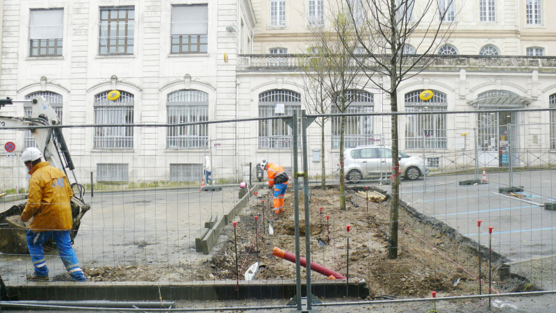 Six ormes de Sibérie plantés sur la place Jean Dours