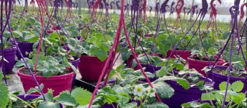 Covid-19 : indemnisation des horticulteurs