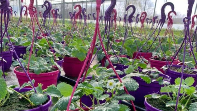 Covid-19 : indemnisation des horticulteurs