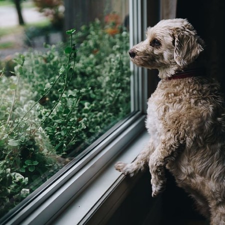 dogs-pets-walls-window.jpg