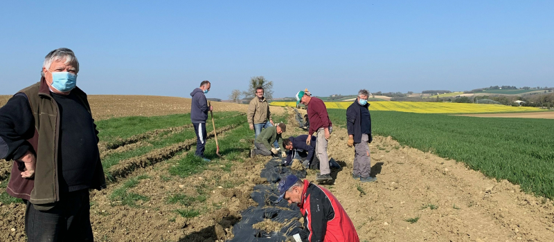 Une plantation de haies en alignement réussi