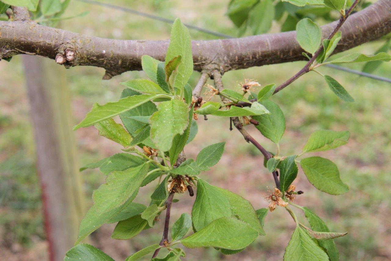 Un printemps ensoleillé, une floraison précoce, deux nuits de gel et puis plus rien - Photo MLS