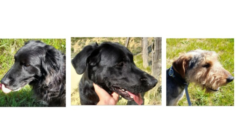 Les trois adorables toutous de la semaine !