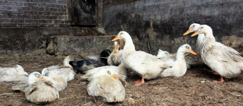 Du mieux coté Influenza aviaire