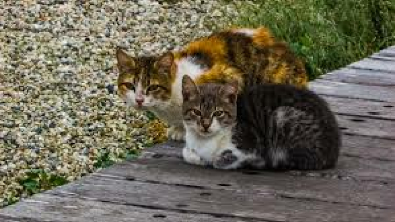 Stop à la prolifération des chats errants