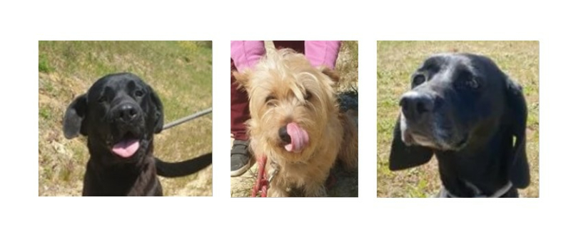 A la rencontre de Yon, Rustine et Lily cette semaine !