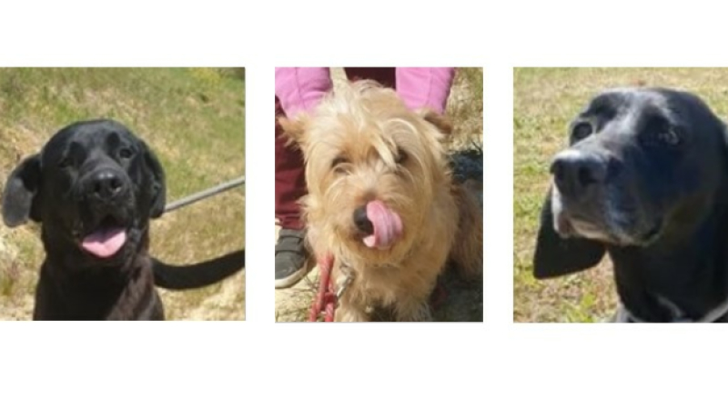 A la rencontre de Yon, Rustine et Lily cette semaine !