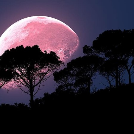 moon-pink-trees-night.jpg