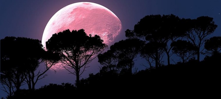 moon-pink-trees-night.jpg