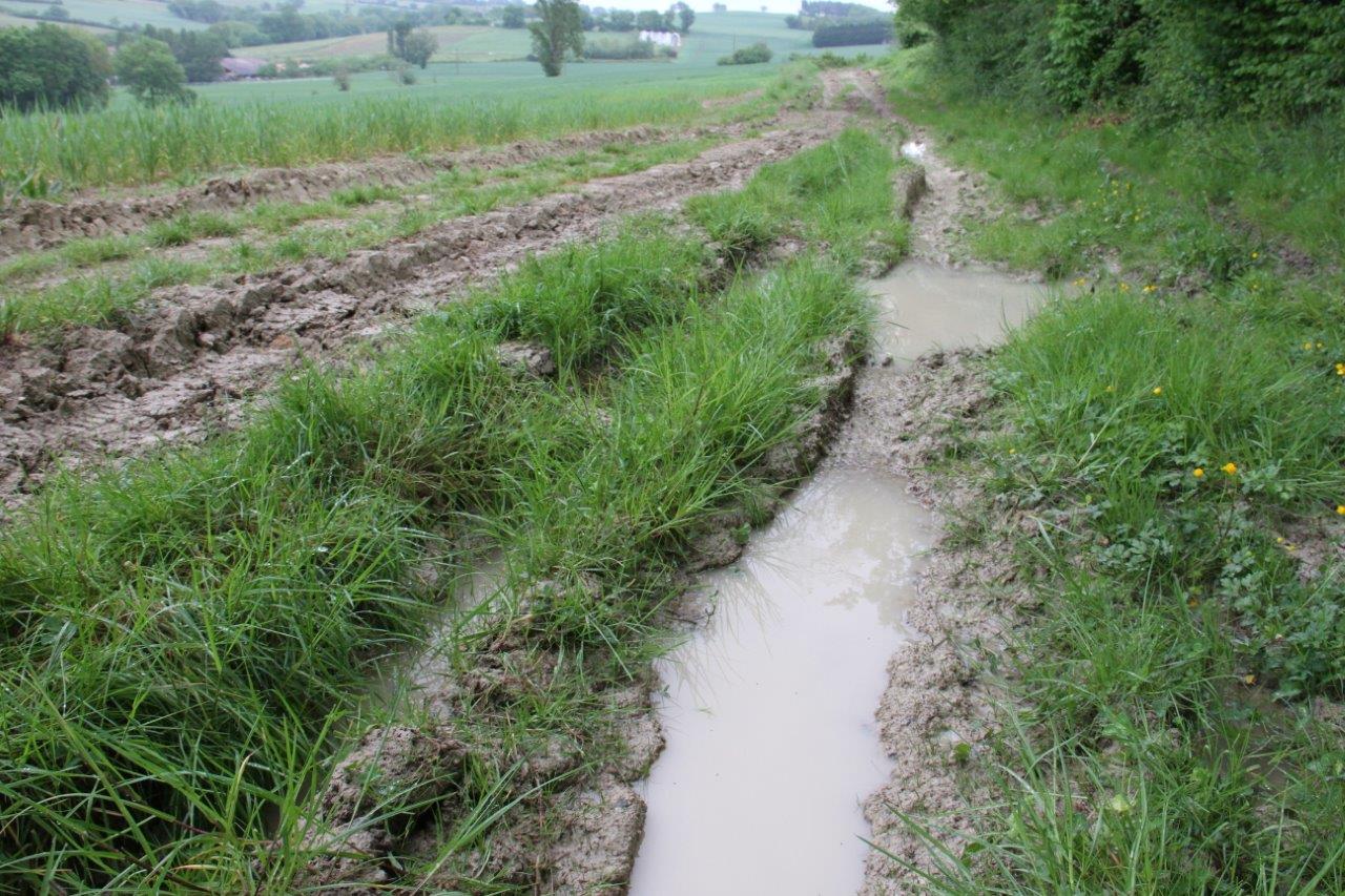Un sentier peu engageant ! -Photo Marc Le Saux