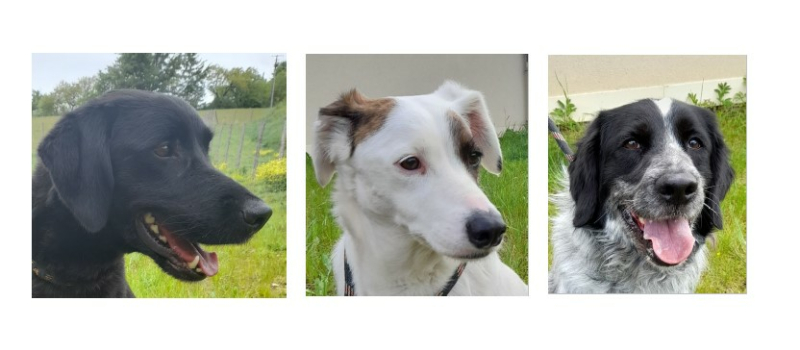 Cette semaine, la SPA vous présente Loki et Junior et la belle Maya 