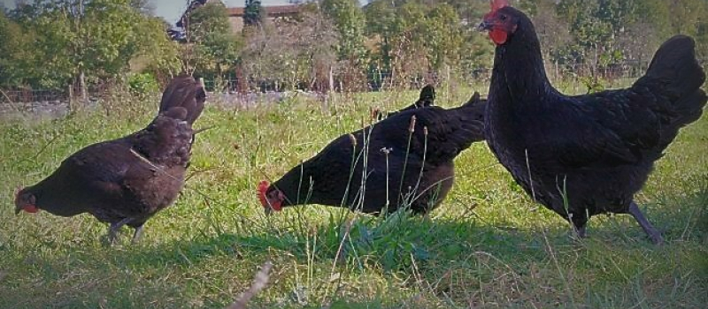Il faut sauver la Poule Noire d'Astarac-Bigorre !