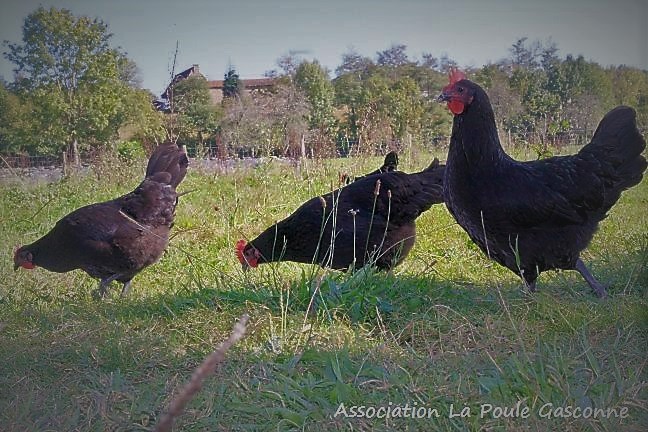 Photo Association La Poule Gasconne - DR