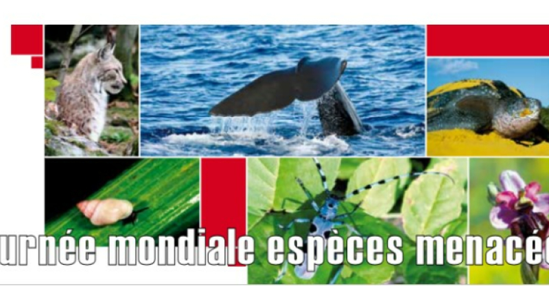 Mardi 11 mai, journée mondiale des espèces menacées