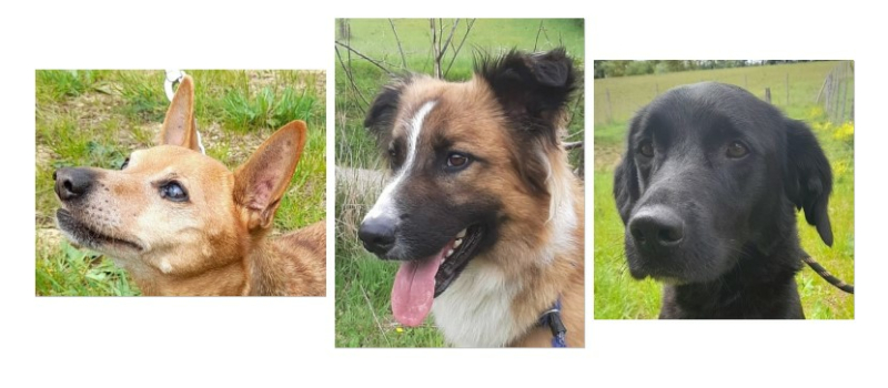 Les trois compères de la semaine
