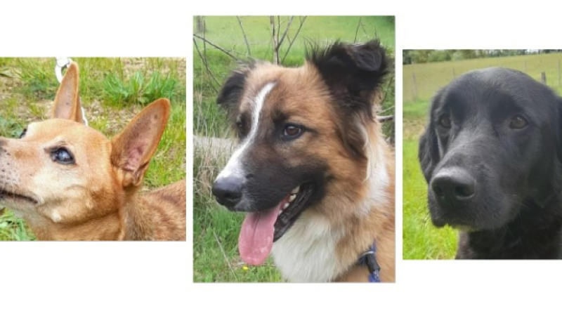 Les trois compères de la semaine