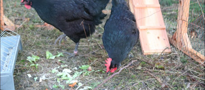 Les poules gasconnes réduisent toujours les déchets dans le Gers