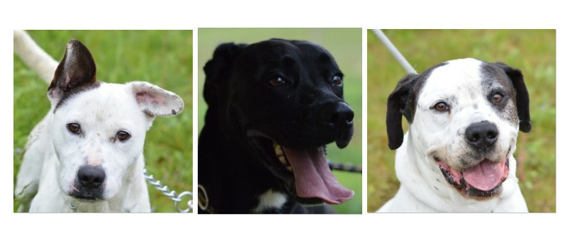 Yuzu, Nouchka et Omer vous attendent à la SPA du Gers !