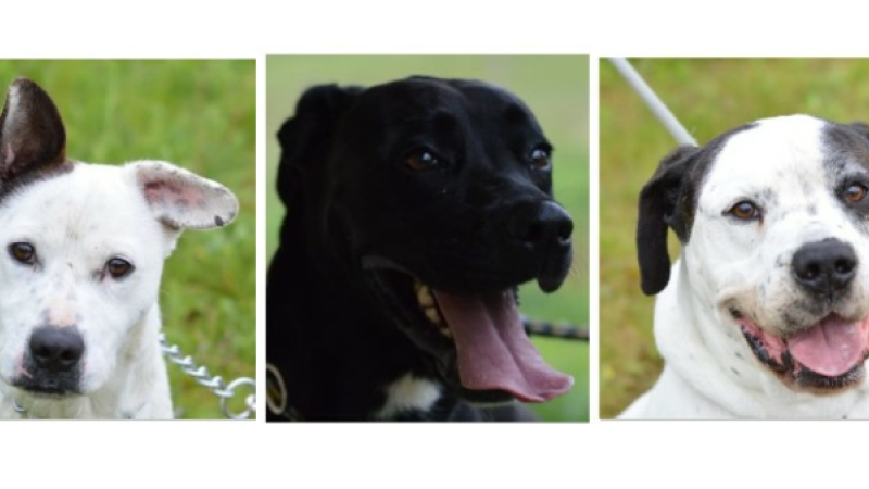 Yuzu, Nouchka et Omer vous attendent à la SPA du Gers !