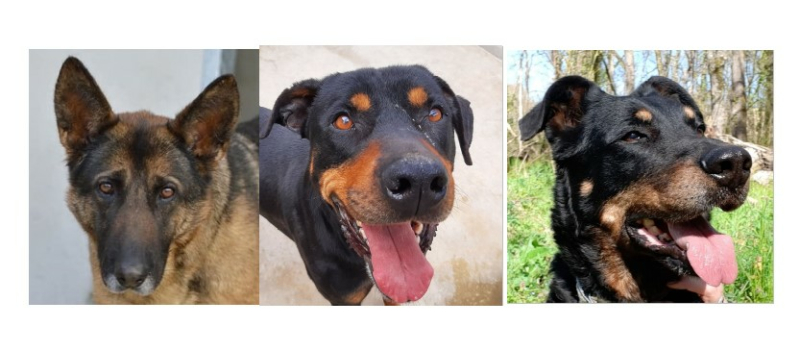 La SPA vous présente cette semaine Roxane, Jeddy et Gwadada