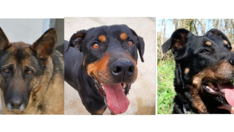 La SPA vous présente cette semaine Roxane, Jeddy et Gwadada