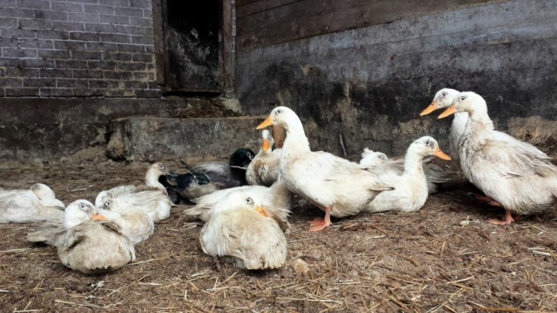 L’influenza aviaire fin d'un épisode douloureux pour les éleveurs