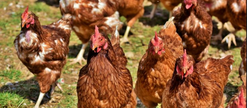 Indemnisation des éleveurs de volailles touchés par les vides sanitaires imposés