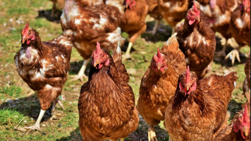 Indemnisation des éleveurs de volailles touchés par les vides sanitaires imposés