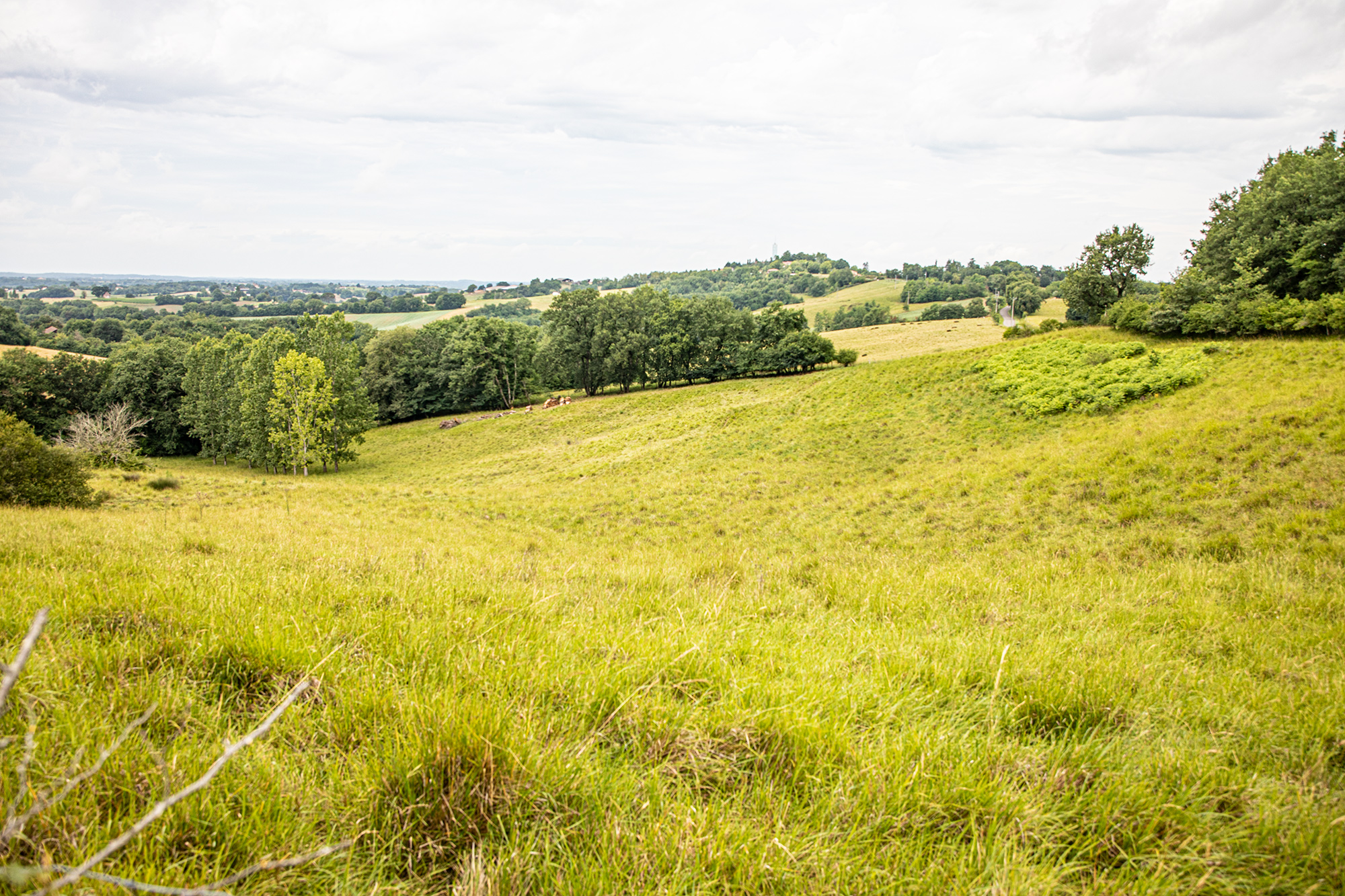 Prairie de la région Castelnavet - Saint-Pierre-d'Aubézies - Photo Roland Houdaille