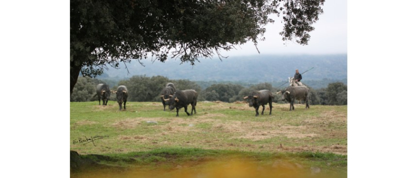 Toros en Vic : dimanche 11 juillet 18 h