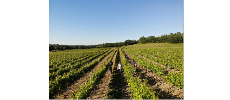 Le Domaine du Broca en fête le week-end prochain dans le cadre de Vineart