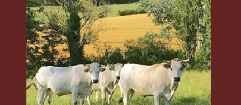 Du 2 au 15 août, rendez-vous avec la Quinzaine de la Mirandaise
