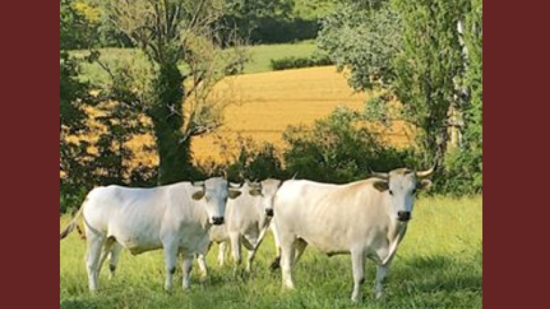 Du 2 au 15 août, rendez-vous avec la Quinzaine de la Mirandaise