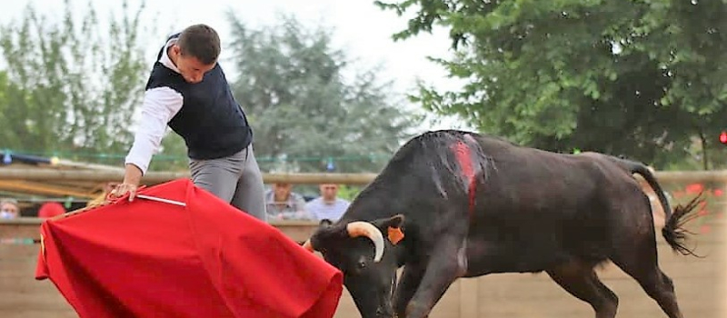 Tienta aux Arènes du Lartet