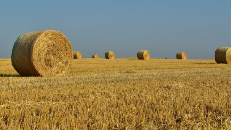 Un bilan hétérogène des récoltes 2021 des céréales à paille