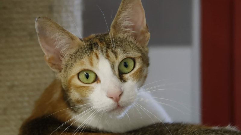 La SPA du Gers célèbre la journée internationale du chat