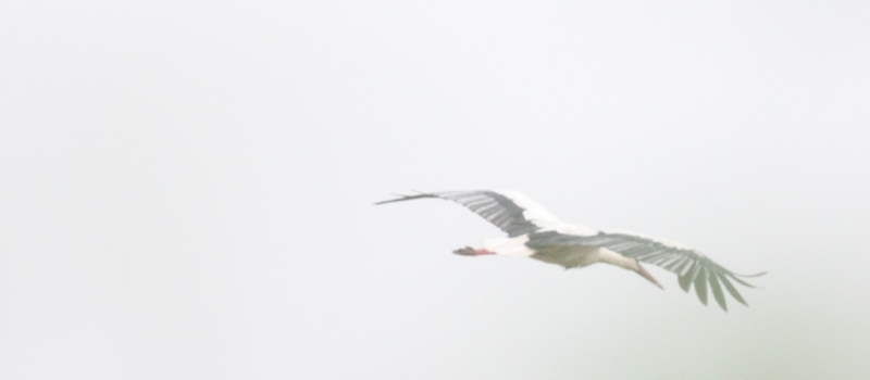 Quand Bezolles séduit Dame cigogne...