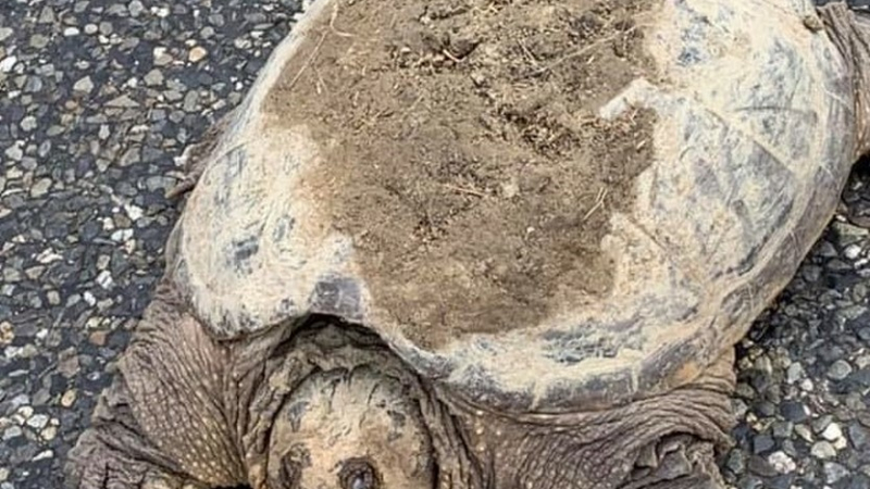 Une tortue abandonnée