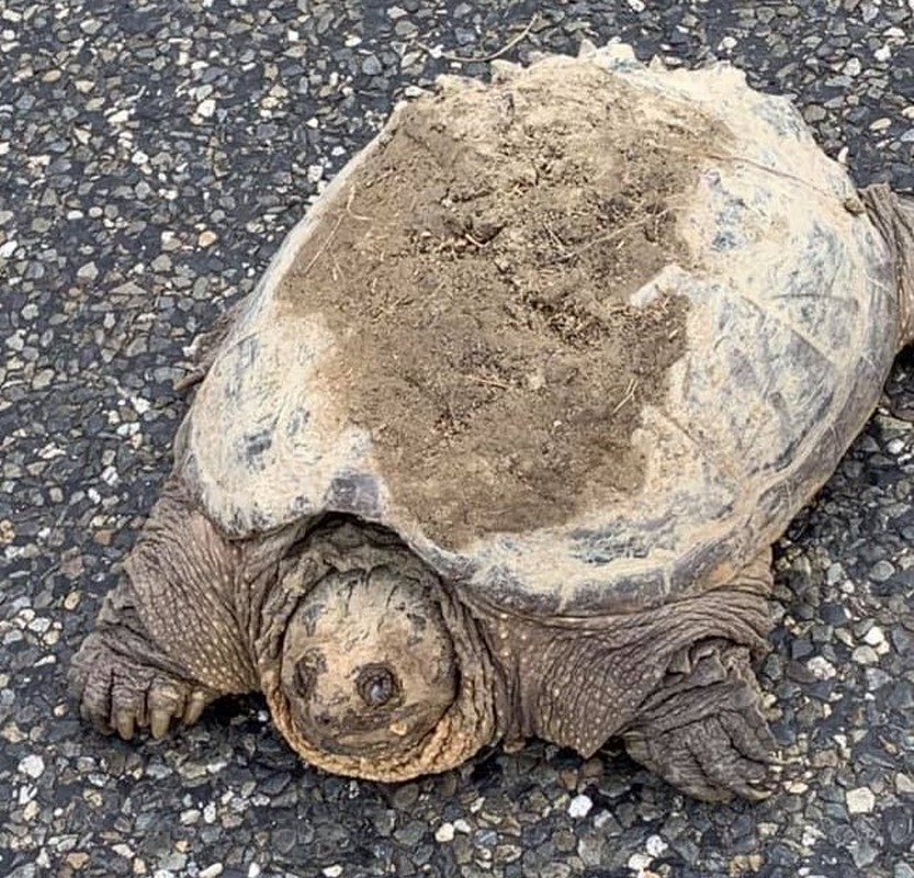 Tortue serpentine [1280x768].jpg