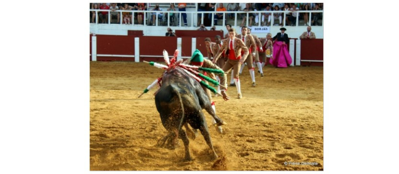 Focus sur la corrida portugaise à l'occasion de la corrida de Cazaubon