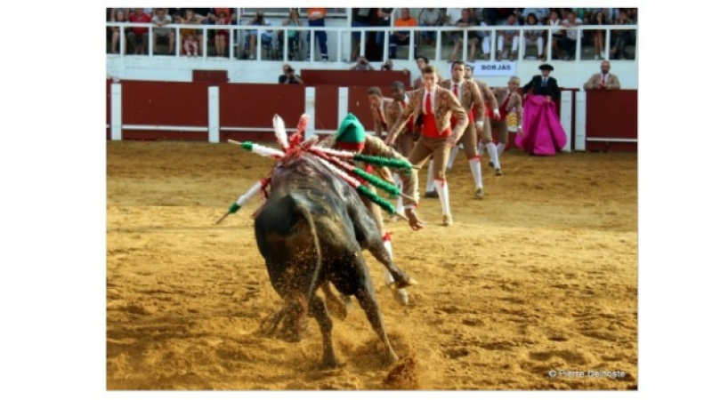 Focus sur la corrida portugaise à l'occasion de la corrida de Cazaubon