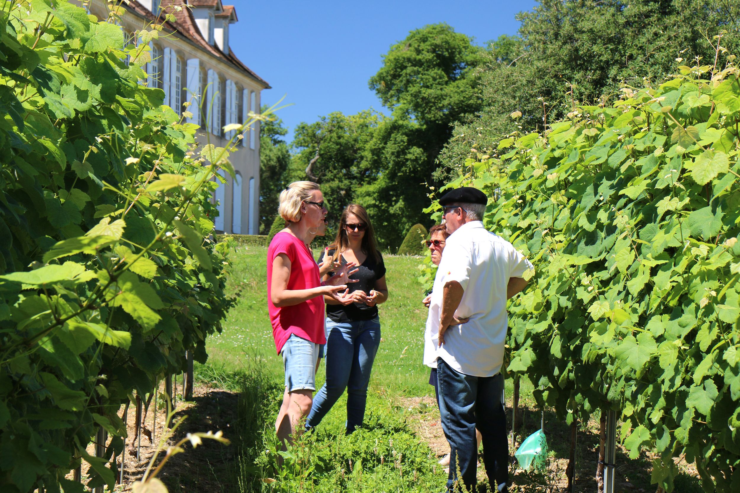 Dans les vignes du château de Crouseilles Crédit : Guide Béarn Pyrénées