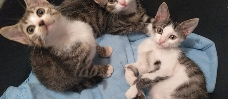 S.O.S , urgent, félins en détresse