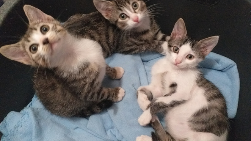 S.O.S , urgent, félins en détresse