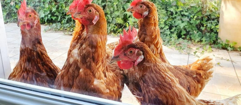 Poules cherchent familles d'adoption