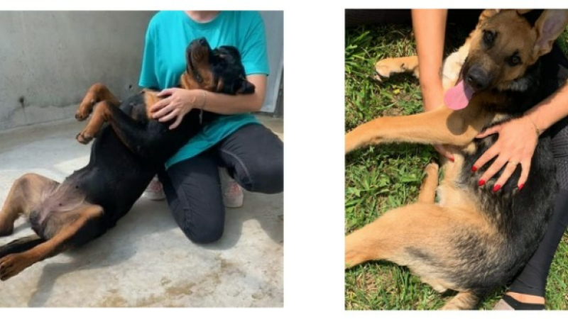 Le 26 août, une journée pour nos amis les chiens !