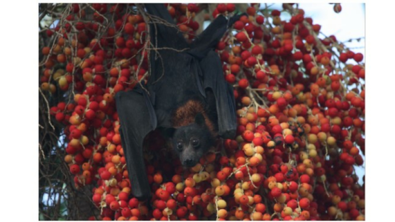 Chauve-souris mon amour